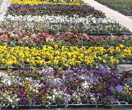 Chazalet Plants image 15