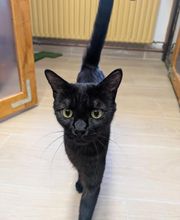 Douce Ronronnade image 1