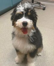 Rockhill Pet Clinic image 10