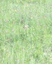 Ferme-Restaurant Pierreberg Bild 7