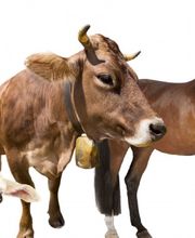 Tierarztpraxis Weber Bild 1