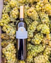 Weingut Seewer – Damian & Fabienne Seewer AG Bild 3