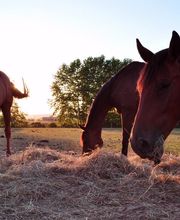 Ecurie Du Pays D'orthe image 2