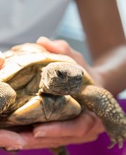 Kleintierpraxis Dr. med. vet. Barbara Rabeling Bild 8