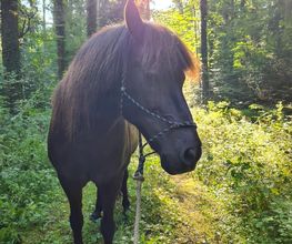Gesundes Pferd Andrea Möri Bild 3