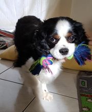 Asenack Association image 1