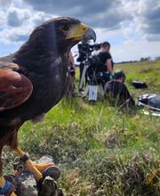 Stages Fauconnerie Lyon , Elevage de rapaces, Effarouchement pigeon, Rhône-Alpes, Bourgogne-Franche-Comté, Saône et Loire image 14