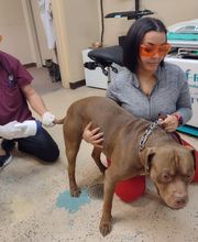 Foothills Animal Clinic image 3