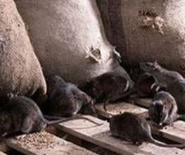eliminacion-ratas-y-ratones.jpg