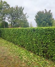 Service elagage image 1