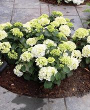 keller & meier Gartengestaltung AG Bild 4