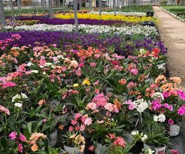 Hanriot Fleurs image 2