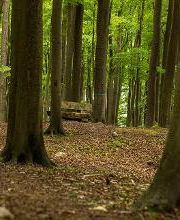 FriedWald Grevesmühlen Bild 5
