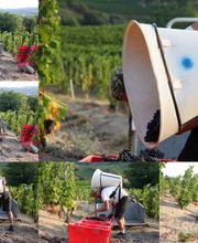 Domaine Blachon image 11