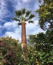 Danielou Elagage image 5