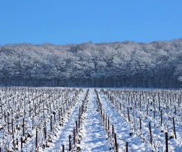 Champagne Geoffroy image 4