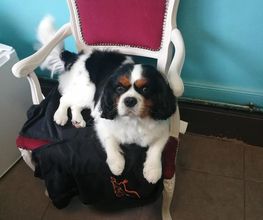 Doggy Chou image 15