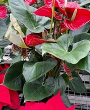 Marty Fleurs image 18