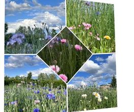 Blumen Haider Bild 1