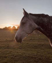 Ferienwohnung Reitanlage Bärenz Bild 1