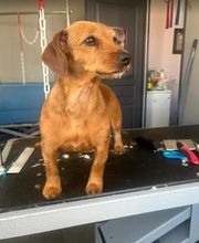 Pattes 2 Caniches image 3