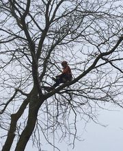 Dirven Boomverzorging afbeelding 5