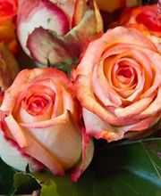 Allo Service Entretien Jardin image 5