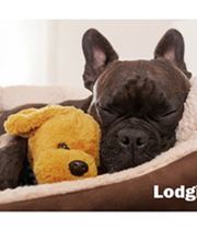 Centennial Kennels image 2