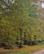 FriedWald Rümmingen Bild 1