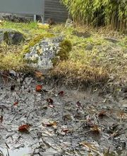 BRÜHWILER-GARTENBAU, BAUMPFLEGE Bild 14