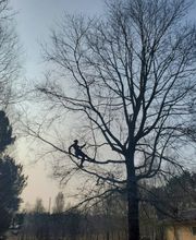 Entre mille branches image 8