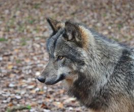 Parc Animalier image 6