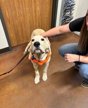 Bay City Veterinary Clinic & Equine Hospital image 4