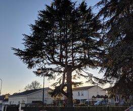 Arbor Elag image 10