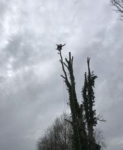 Wintrestin image 11