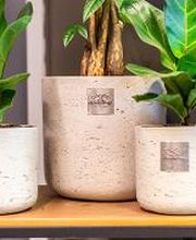 Linder Blumen am Bahnhofplatz in Aarau Bild 11