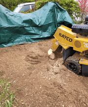 Mammutholzerei GmbH Bild 6