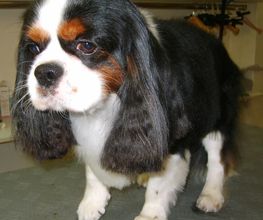 Lady Chiens image 12