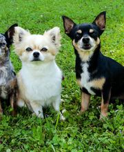 Hundeschule DOGS4LIFE.CH Bild 2