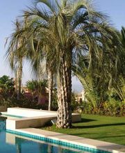 Fantastic Gardens imagen 10