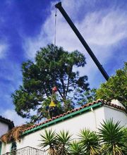 Atlas Tree Service - SavATree image 2