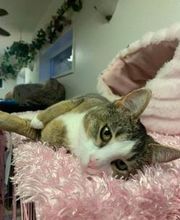 The Country Inn For Cats image 10