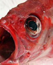 Poissonnerie De L'Etoile image 2