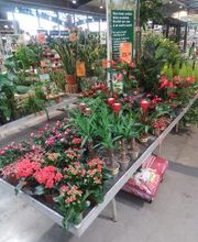 Jardinerie HORNBACH Villeneuve Bild 1