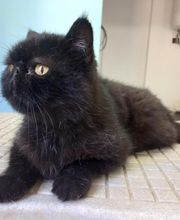 Canin Félin Toilettage image 4