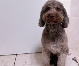 Groomery Hundefriseursalon Bild 1