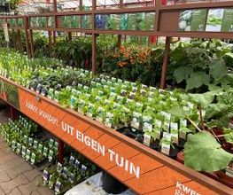 Intratuin Rhoon afbeelding 18