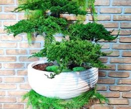Vegetal Trend Sàrl Bild 4