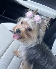 Mutt Hut Pet Grooming image 14