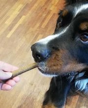 DOGS-HEART Bild 5